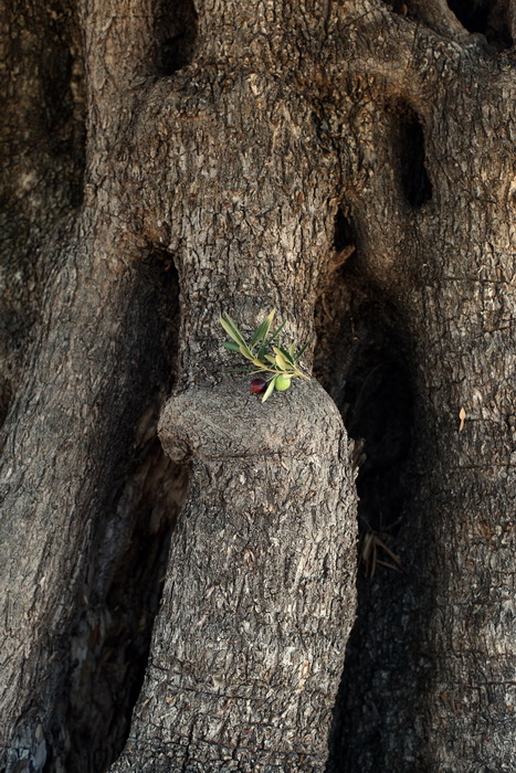 Pag, Lun, 221012.
Berba maslina u lunskom masliniku koji se nalazi kod mjesta Lun na otoku Pagu. Omedjen je suhozidima, prostire se na 400 hektara i sadrzi oko 80.000 stabala maslina. Najveci je maslinik u Hrvatskoj. U Lunskom masliniku rastu brojne jedin Pag, Lun, 221012.
Berba maslina u lunskom masliniku koji se nalazi kod mjesta Lun na otoku Pagu. Omedjen je suhozidima, prostire se na 400 hektara i sadrzi oko 80.000 stabala maslina. Najveci je maslinik u Hrvatskoj. U Lunskom masliniku rastu brojne jedin