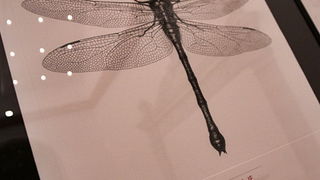 Izlozba A sto ako vam se svidjam? u Gradskoj lozi Izlozba A sto ako vam se svidjam? u Gradskoj lozi