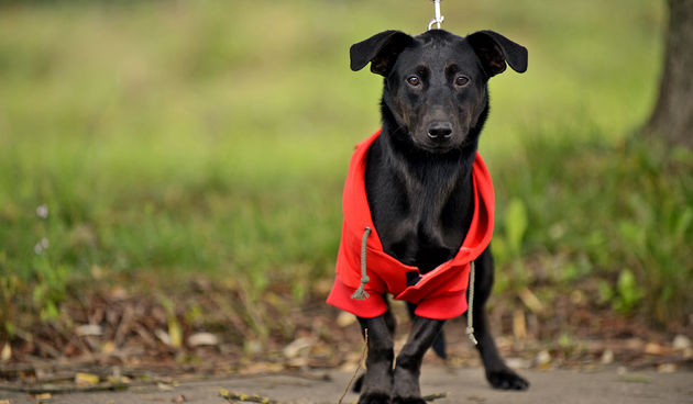 DasPas i street art umjetnici pomažu Azil Dumovec(psić,dogs)