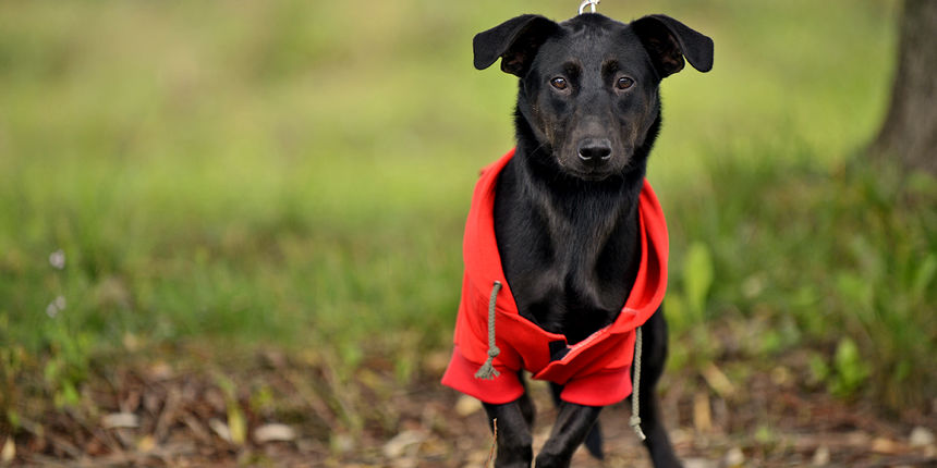 DasPas i street art umjetnici pomažu Azil Dumovec(psić,dogs)