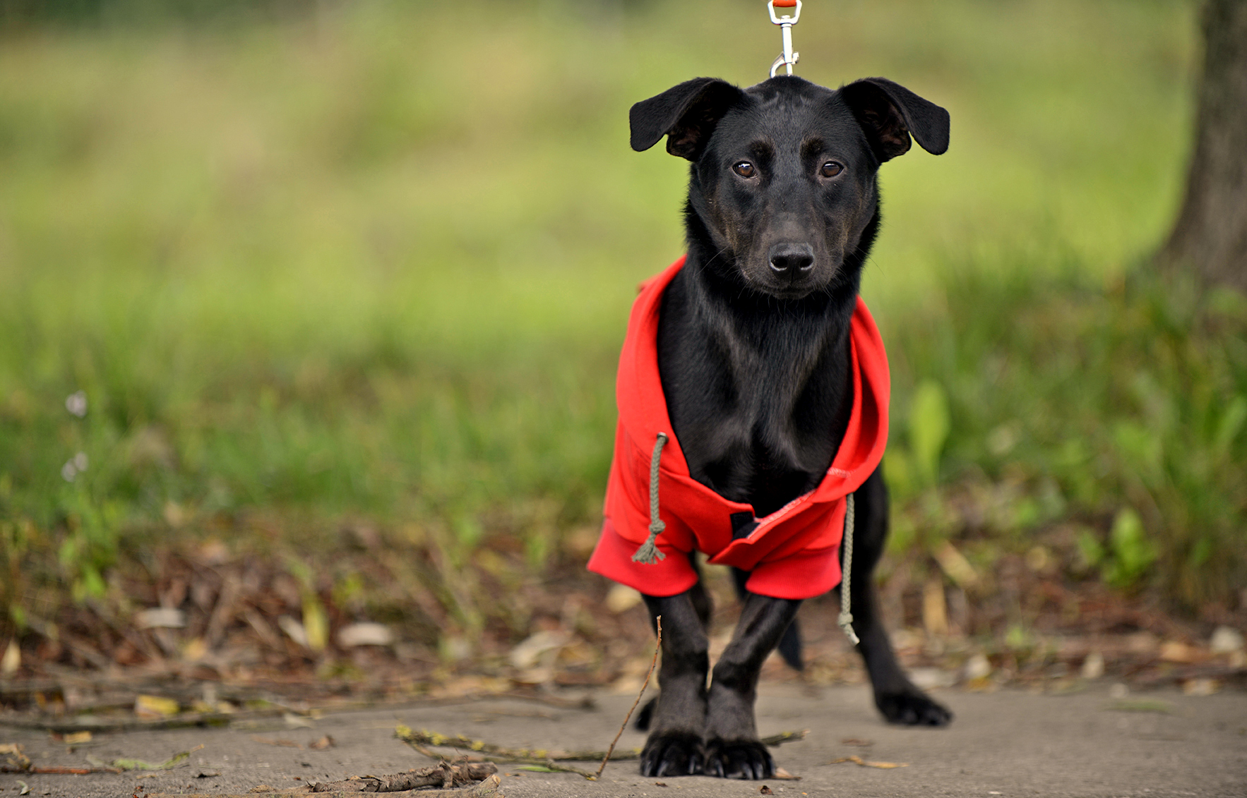 DasPas i street art umjetnici pomažu Azil Dumovec(psić,dogs) DasPas i street art umjetnici pomažu Azil Dumovec(psić,dogs)