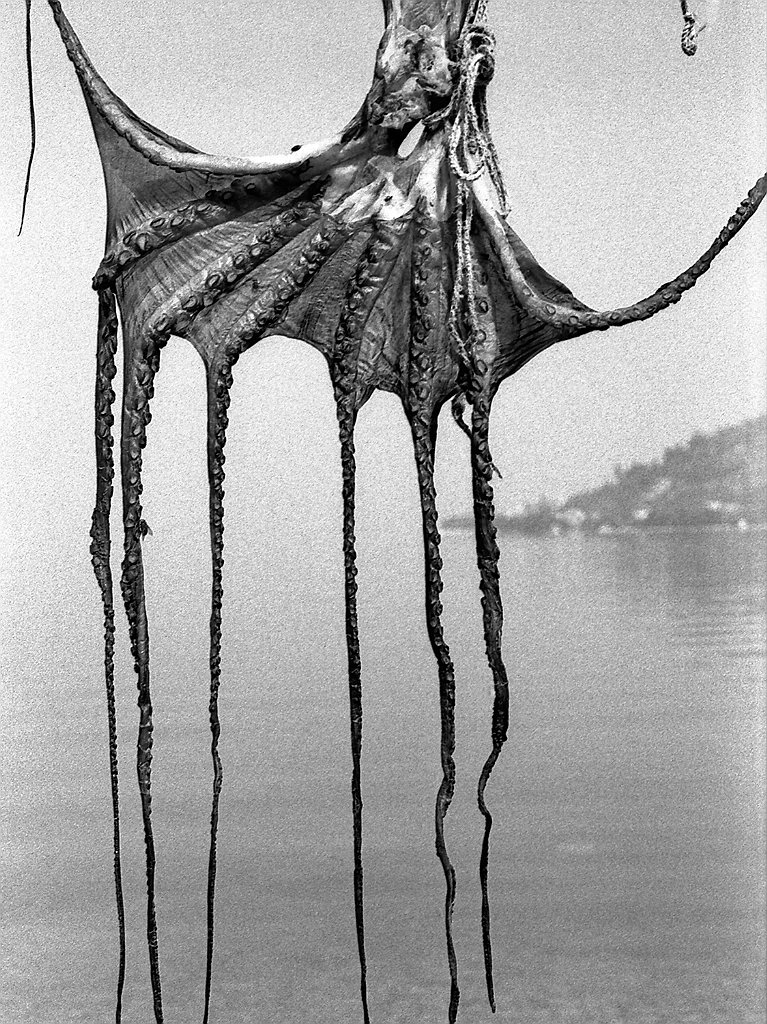 Image 1192103 (auto)