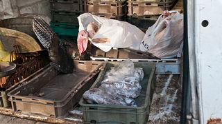 S pjace i peskarije, 24. prosinca 2010., Foto: Leo Banic