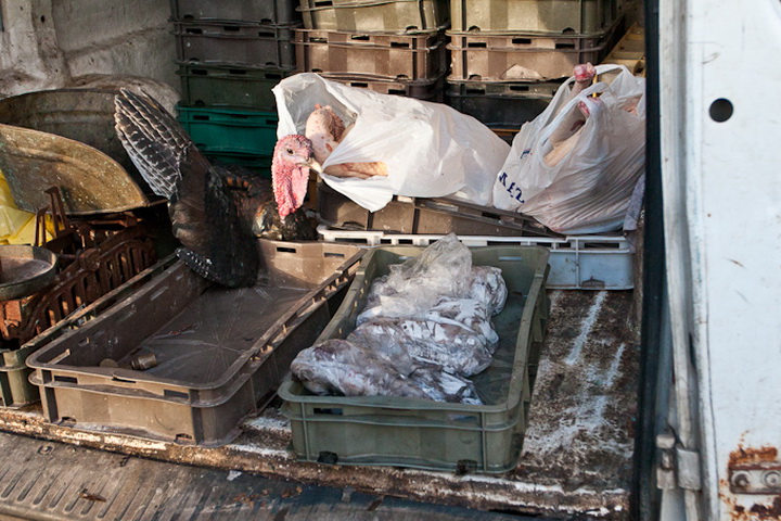 S pjace i peskarije, 24. prosinca 2010., Foto: Leo Banic