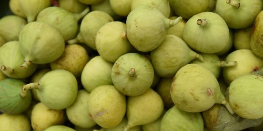 Na barbanskoj placi u sklopu Feste smokve i smokvenjaka, na mastovito uredjenim standovima nudile su se marmelade i rakije od smokava, susene smokve i brojne slastice pripremljene od smokava. Na svakom stolu nalazili su se nezaobilazni smokovnjaci koje su