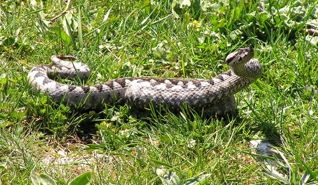 Poskok (Foto: hrphotocontest.com)