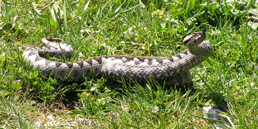 Poskok (Foto: hrphotocontest.com) Poskok (Foto: hrphotocontest.com)