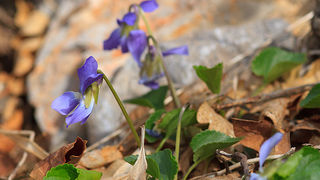 Izlet u Libinje 6. travnja 2011, Foto: Leo Banic