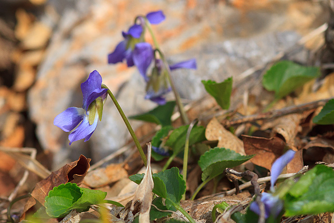 Izlet u Libinje 6. travnja 2011, Foto: Leo Banic
