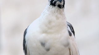 Bablje ljeto u Zadru 23. rujna 2009.