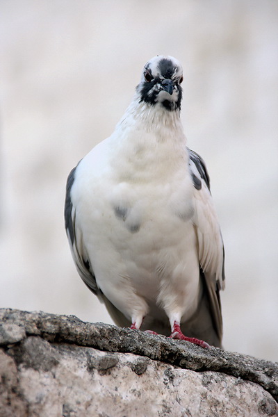 Bablje ljeto u Zadru 23. rujna 2009.