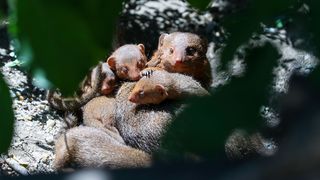 Mladunci patuljastog mungosa novi su stanovnici Zoološkog vrta Mladunci patuljastog mungosa novi su stanovnici Zoološkog vrta