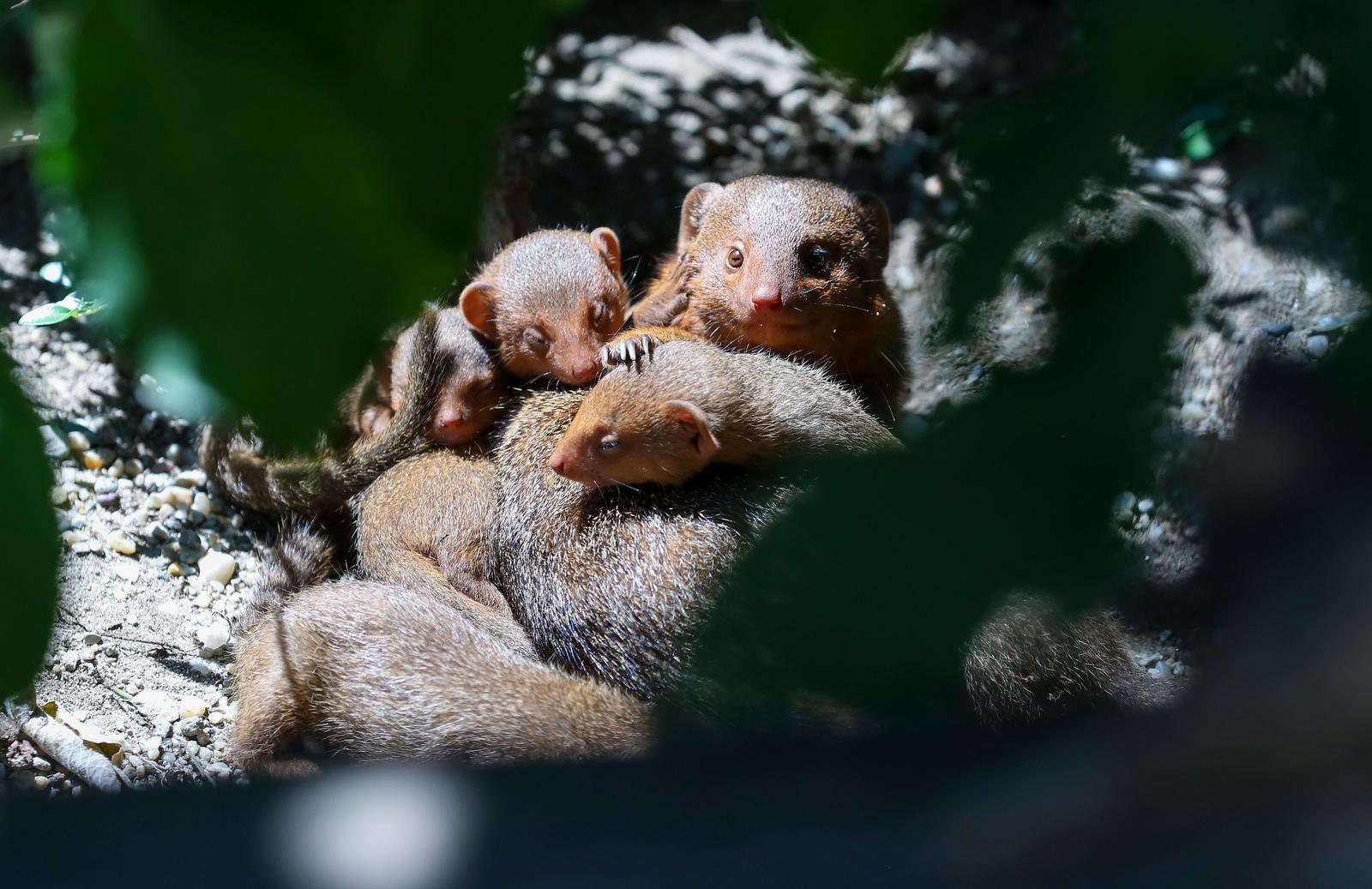 Mladunci patuljastog mungosa novi su stanovnici Zoološkog vrta Mladunci patuljastog mungosa novi su stanovnici Zoološkog vrta
