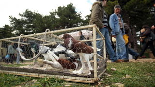 Benkovac, 100313.
Sajam u Benkovcu odrzava se svakog 10. dana u mjesecu. Stoljetna tradicija ucinila je od Benkovackog sajma neizostavni gospodarski i turisticki sadrzaj grada koji svaki put iznova iznenadjuje brojem posjetitelja koji preraste brojku od 1 Benkovac, 100313.
Sajam u Benkovcu odrzava se svakog 10. dana u mjesecu. Stoljetna tradicija ucinila je od Benkovackog sajma neizostavni gospodarski i turisticki sadrzaj grada koji svaki put iznova iznenadjuje brojem posjetitelja koji preraste brojku od 1