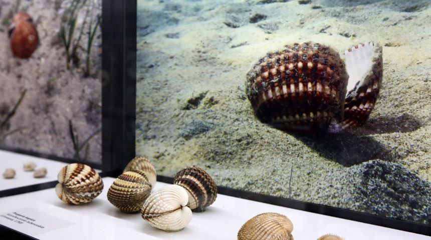 Pokretna izložba “Blago jadranskog podmorja” Pokretna izložba “Blago jadranskog podmorja”