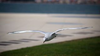 Galebov let (foto:Saša Čuka)