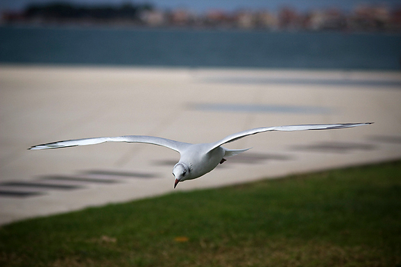 Galebov let (foto:Saša Čuka)