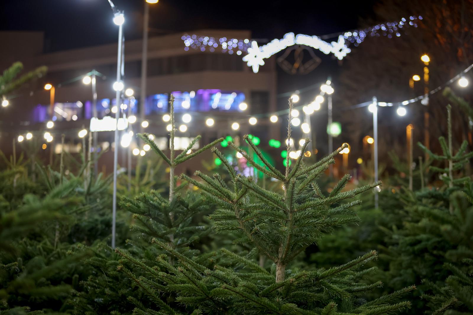 Prodaja božićnih jelki u Zadru Prodaja božićnih jelki u Zadru