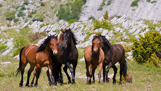 Divlji konji Velebita, foto: Leo Banic