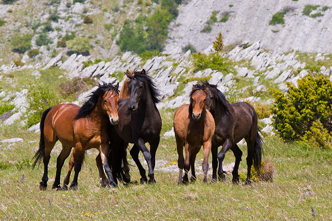 Divlji konji Velebita, foto: Leo Banic
