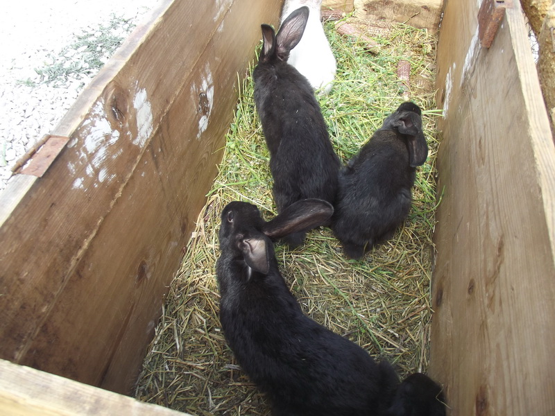 Benkovački sajam, 10. svibnja 2015.