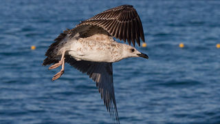 Jutarnja svađa galebova, foto: Leo Banić