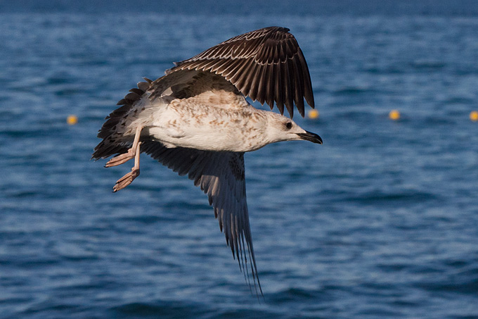 Jutarnja svađa galebova, foto: Leo Banić
