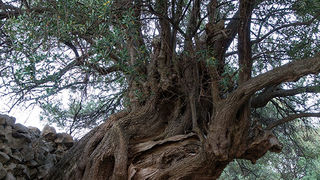 Biograd na moru: Otvorena izložba fotografija “Lunjske masline” Biograd na moru: Otvorena izložba fotografija “Lunjske masline”