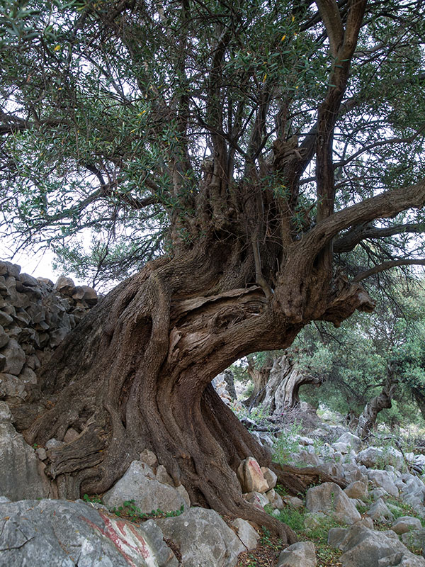 Biograd na moru: Otvorena izložba fotografija “Lunjske masline” Biograd na moru: Otvorena izložba fotografija “Lunjske masline”