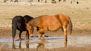 Libinje: Velebitski divlji konji, Foto: Leo Banić