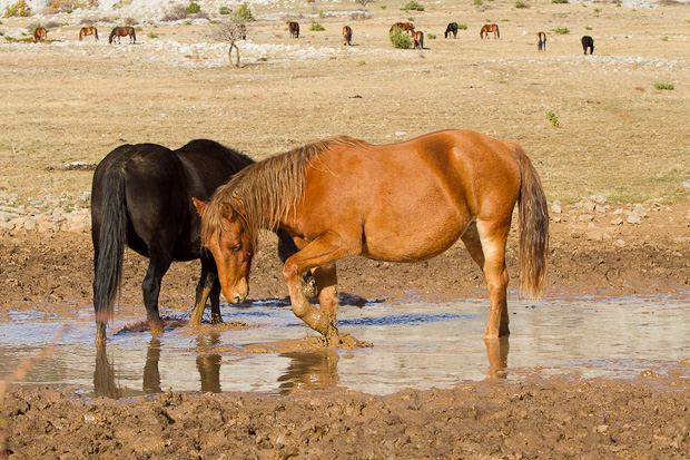 Libinje: Velebitski divlji konji, Foto: Leo Banić