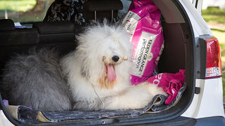 Međunarodna izložba pasa “CACIB ZADAR 2012” Međunarodna izložba pasa “CACIB ZADAR 2012”