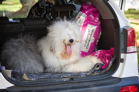 Međunarodna izložba pasa “CACIB ZADAR 2012” Međunarodna izložba pasa “CACIB ZADAR 2012”