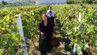 Stankovci, 101010.
Zadnja berba grozdja vodicke obitelji Roca u njihovom vinogradu. Po tradicionalnom obicaju zenski dio beraca bio je u vodickim “radnim nosnjama” koje su zene nekada nosile.
Foto: Marija Mihic / Cropix Stankovci, 101010.
Zadnja berba grozdja vodicke obitelji Roca u njihovom vinogradu. Po tradicionalnom obicaju zenski dio beraca bio je u vodickim “radnim nosnjama” koje su zene nekada nosile.
Foto: Marija Mihic / Cropix