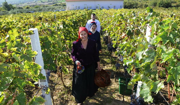 Stankovci, 101010.
Zadnja berba grozdja vodicke obitelji Roca u njihovom vinogradu. Po tradicionalnom obicaju zenski dio beraca bio je u vodickim “radnim nosnjama” koje su zene nekada nosile. 
Foto: Marija Mihic / Cropix
