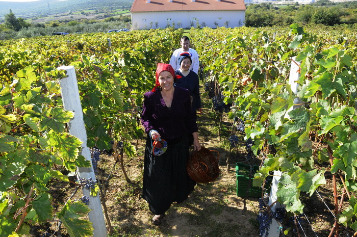 Stankovci, 101010.
Zadnja berba grozdja vodicke obitelji Roca u njihovom vinogradu. Po tradicionalnom obicaju zenski dio beraca bio je u vodickim “radnim nosnjama” koje su zene nekada nosile.
Foto: Marija Mihic / Cropix Stankovci, 101010.
Zadnja berba grozdja vodicke obitelji Roca u njihovom vinogradu. Po tradicionalnom obicaju zenski dio beraca bio je u vodickim “radnim nosnjama” koje su zene nekada nosile.
Foto: Marija Mihic / Cropix