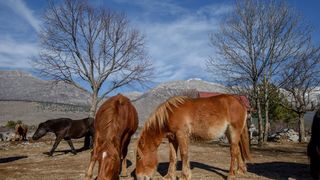 Veliko Rujno: Drago Krapić vlasnik je pedesetak konja koji obitavaju na velebitskim pašnjacima