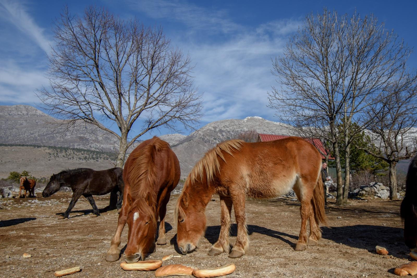 Veliko Rujno: Drago Krapić vlasnik je pedesetak konja koji obitavaju na velebitskim pašnjacima