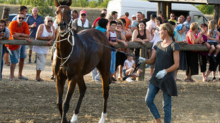Polača: 14. Međunarodne konjičke utrke “Oluja 95”, Foto: Leo Banić Polača: 14. Međunarodne konjičke utrke “Oluja 95”, Foto: Leo Banić