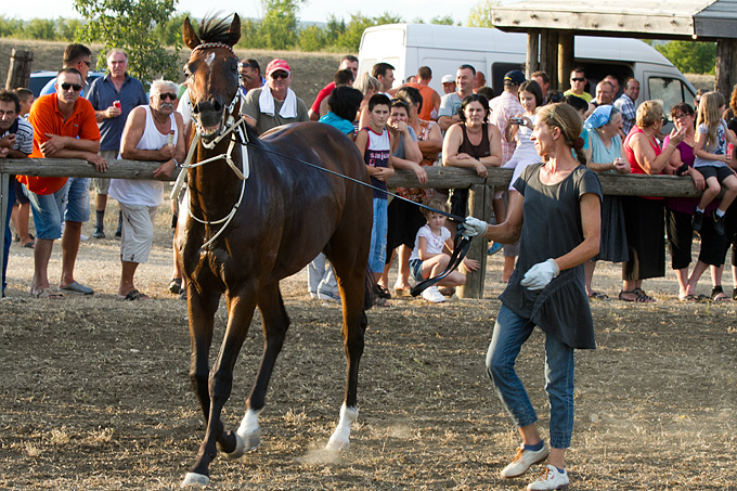 Polača: 14. Međunarodne konjičke utrke “Oluja 95”, Foto: Leo Banić Polača: 14. Međunarodne konjičke utrke “Oluja 95”, Foto: Leo Banić