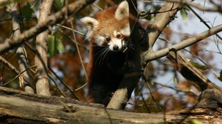 Bebe crvene pande u zagrebackom ZOO-u, Foto: ZOO Zagreb Bebe crvene pande u zagrebackom ZOO-u, Foto: ZOO Zagreb