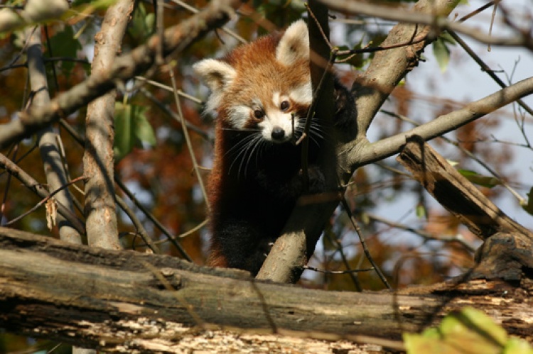 Bebe crvene pande u zagrebackom ZOO-u, Foto: ZOO Zagreb Bebe crvene pande u zagrebackom ZOO-u, Foto: ZOO Zagreb
