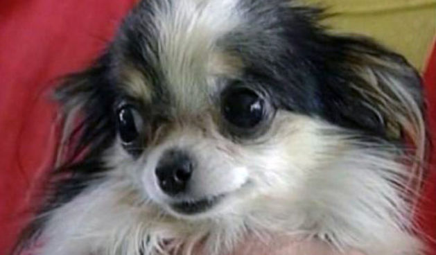 Boo Boo – najmanji pas na svijetu