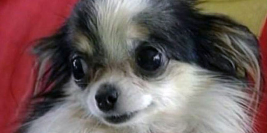Boo Boo – najmanji pas na svijetu Boo Boo – najmanji pas na svijetu
