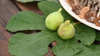 Delicije na sajmu “Gastro smokva” Delicije na sajmu “Gastro smokva”