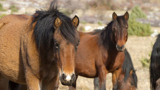 Velebitski divlji konji, Foto: Leo Banić