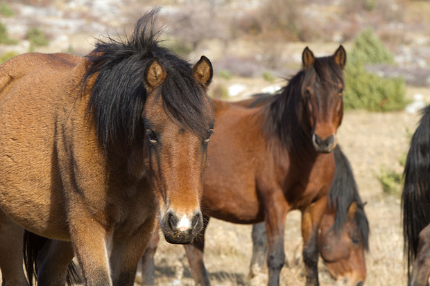 Velebitski divlji konji, Foto: Leo Banić