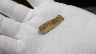 Zadar, 230610.
Na arheoloskom nalazistu u pecini Vlakno na Dugom otoku izmedju ostalih nakitnih predmeta pronadjen je i predmet ukrasen nizom kratkih paralelnih i dva vodoravna ureza za koje se sumnja da su umjetno izradjeni. Star oko 15 000 godina moze Zadar, 230610.
Na arheoloskom nalazistu u pecini Vlakno na Dugom otoku izmedju ostalih nakitnih predmeta pronadjen je i predmet ukrasen nizom kratkih paralelnih i dva vodoravna ureza za koje se sumnja da su umjetno izradjeni. Star oko 15 000 godina moze