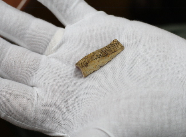 Zadar, 230610.
Na arheoloskom nalazistu u pecini Vlakno na Dugom otoku izmedju ostalih nakitnih predmeta pronadjen je i predmet ukrasen nizom kratkih paralelnih i dva vodoravna ureza za koje se sumnja da su umjetno izradjeni. Star oko 15 000 godina moze Zadar, 230610.
Na arheoloskom nalazistu u pecini Vlakno na Dugom otoku izmedju ostalih nakitnih predmeta pronadjen je i predmet ukrasen nizom kratkih paralelnih i dva vodoravna ureza za koje se sumnja da su umjetno izradjeni. Star oko 15 000 godina moze