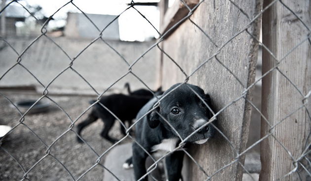 Fotografije pobjednice 1. biennala hrvatske mlade fotografije, Foto: Ivica Ivčević